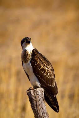 Vahşi kuş kartalı. Doğa arka planı. Kuş: Batı Osprey. Pandion haliaetus.  