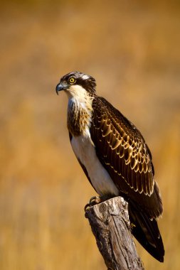 Vahşi kuş kartalı. Doğa arka planı. Kuş: Batı Osprey. Pandion haliaetus.  