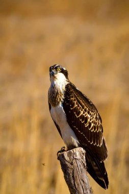 Vahşi kuş kartalı. Doğa arka planı. Kuş: Batı Osprey. Pandion haliaetus.  