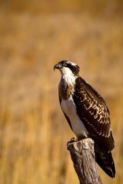 Vahşi kuş kartalı. Doğa arka planı. Kuş: Batı Osprey. Pandion haliaetus.  