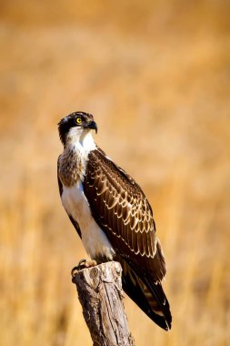 Vahşi kuş kartalı. Doğa arka planı. Kuş: Batı Osprey. Pandion haliaetus.  
