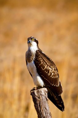 Vahşi kuş kartalı. Doğa arka planı. Kuş: Batı Osprey. Pandion haliaetus.  