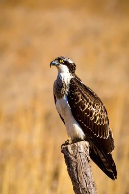 Vahşi kuş kartalı. Doğa arka planı. Kuş: Batı Osprey. Pandion haliaetus.  