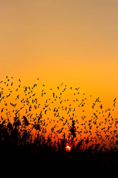 Nature and birds. Flying birds. Sunset warm colors. Nature background. Birds: Common Starling. Sturnus vulgaris.