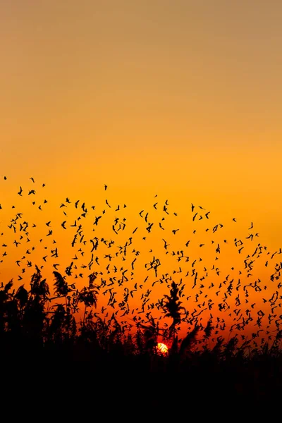 Natur Och Fåglar Flygande Fåglar Solnedgång Varma Färger Naturbakgrund Fåglar — Stockfoto