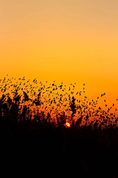 Natur Och Fåglar Flygande Fåglar Solnedgång Varma Färger Naturbakgrund Fåglar — Stockfoto