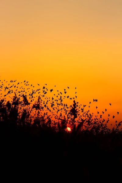 Příroda Ptáci Létající Ptáci Teplé Barvy Západu Slunce Přírodní Pozadí — Stock fotografie