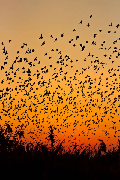 Nature and birds. Flying birds. Sunset warm colors. Nature background. Birds: Common Starling. Sturnus vulgaris.