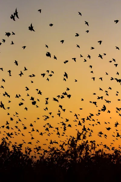 自然と鳥 空飛ぶ鳥 暖かい色を夕日 自然を背景に 一般的なスターリング スタウルス ヴァルガリス — ストック写真