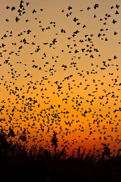 Nature and birds. Flying birds. Sunset warm colors. Nature background. Birds: Common Starling. Sturnus vulgaris.