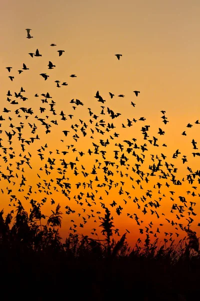 Natur Och Fåglar Flygande Fåglar Solnedgång Varma Färger Naturbakgrund Fåglar — Stockfoto