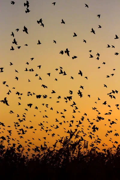 Nature and birds. Flying birds. Sunset warm colors. Nature background. Birds: Common Starling. Sturnus vulgaris.