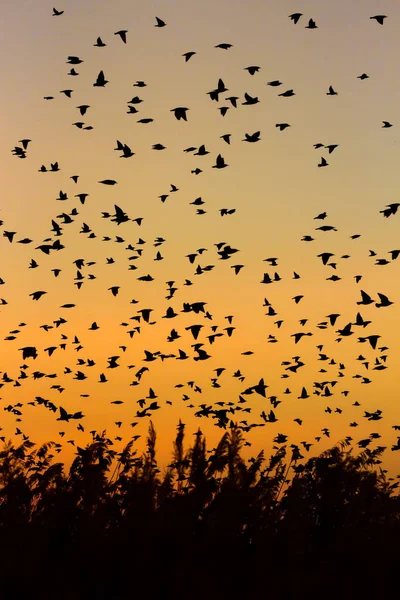 Natur Och Fåglar Flygande Fåglar Solnedgång Varma Färger Naturbakgrund Fåglar — Stockfoto