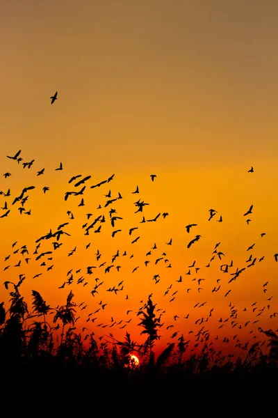 自然と鳥 空飛ぶ鳥 暖かい色を夕日 自然を背景に 一般的なスターリング スタウルス ヴァルガリス — ストック写真