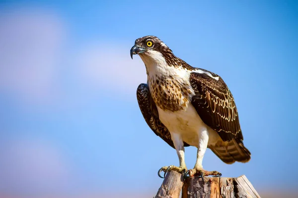 Wilde Vogel Eagle Natuur Achtergrond Vogel Western Osprey Pandion Haliaetus — Stockfoto