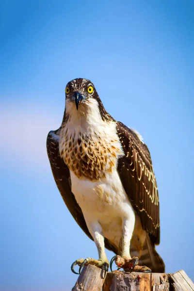 독수리입니다 배경입니다 Osprey 팬디온 할랴에투스 — 스톡 사진