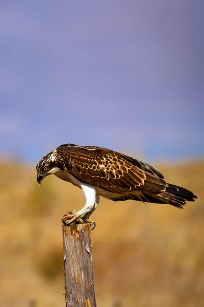 Águila Salvaje Fondo Naturaleza Bird Western Osprey Pandion Haliaetus — Foto de Stock