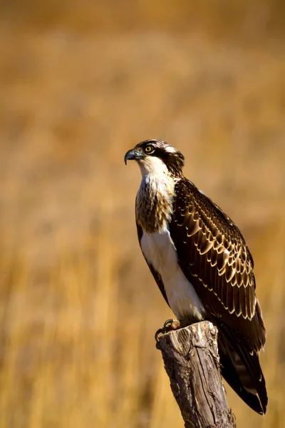 독수리입니다 배경입니다 Osprey 팬디온 할랴에투스 — 스톡 사진