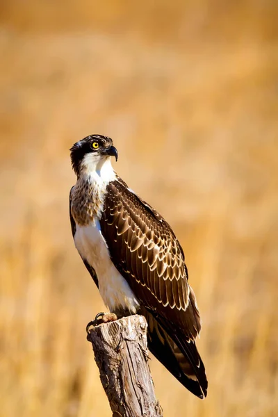 Divoký Pták Orel Přírodní Pozadí Ptáci Západní Osprej Pandion Haliaetus — Stock fotografie