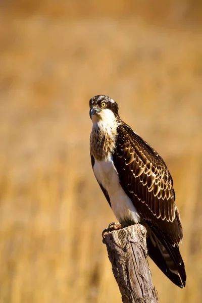 독수리입니다 배경입니다 Osprey 팬디온 할랴에투스 — 스톡 사진