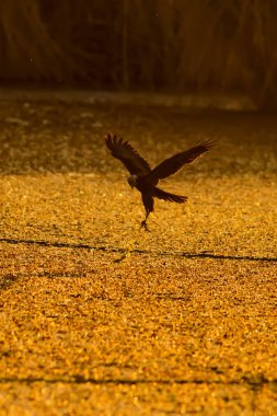 Uçan şahin. Kuş: Batı Bataklık Harrier. Sirk aeruginosus. Doğa arka planı.