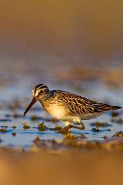 Geniş faturalı Sandpiper. Geniş faturalı Sandpiper. Limicola falcinellus