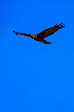 Uçan şahin. Kuş: Batı Bataklık Harrier. Sirk aeruginosus. Doğa arka planı.