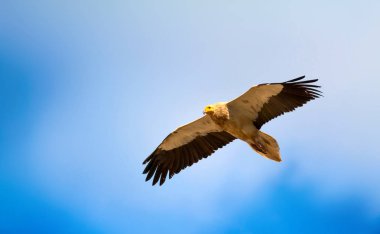 Uçan Akbaba. Mavi gökyüzü arka planı. Mısır Akbabası / Neophron percnopterus