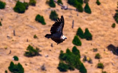Uçan Akbaba. Kuş: Griffon Akbaba. Kahverengi yeşil doğa arka plan. Kuş: Griffon Akbaba. Çingene fulvus.