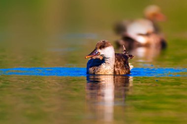 Sevimli ördek. Su arka planı. Kırmızı tepeli Pochard.