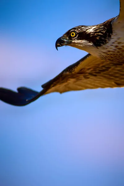 독수리입니다 배경입니다 Osprey 팬디온 할랴에투스 — 스톡 사진