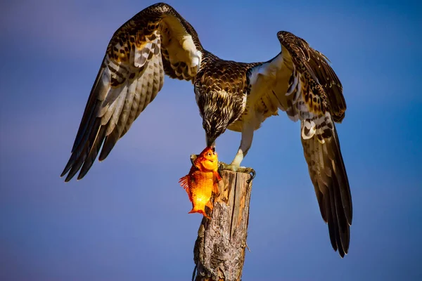 Águia Das Aves Selvagens Fundo Natureza Pássaro Western Osprey Haliéto — Fotografia de Stock