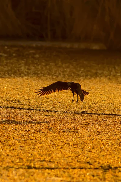 Flying hawk. Bird: Western Marsh Harrier. Circus aeruginosus. Nature background.