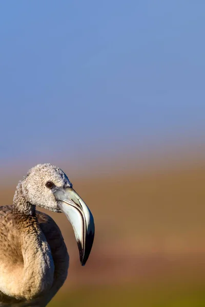 Söt Fågel Flamingo Färgglad Natur Bakgrund — Stockfoto