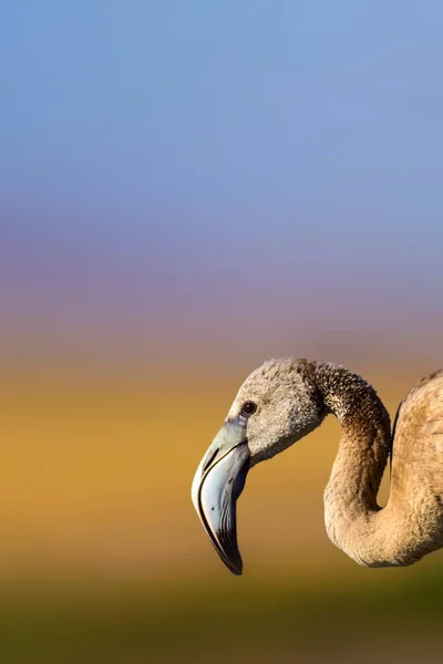 Söt Fågel Flamingo Färgglad Natur Bakgrund — Stockfoto