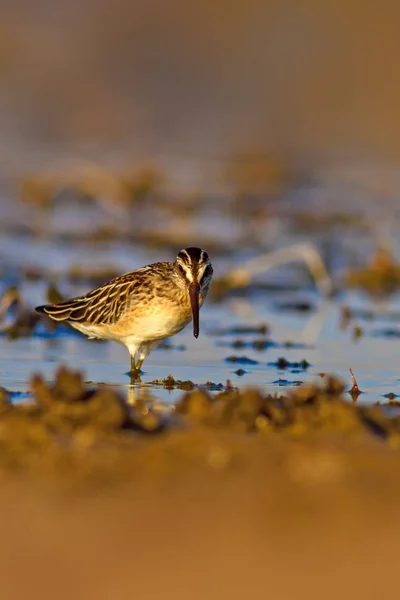 Brede Gefactureerde Zandpiper Brede Gefactureerde Zandpiper Limicola Falcinellus — Stockfoto