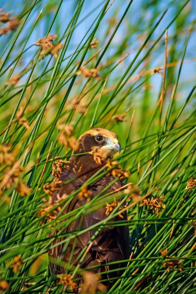 Flygande Hök Fågel Västra Marsh Harrier Cirkus Aeruginosus Natur Bakgrund — Stockfoto