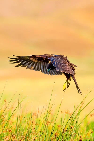 Uçan şahin. Kuş: Batı Bataklık Harrier. Sirk aeruginosus. Doğa arka planı.