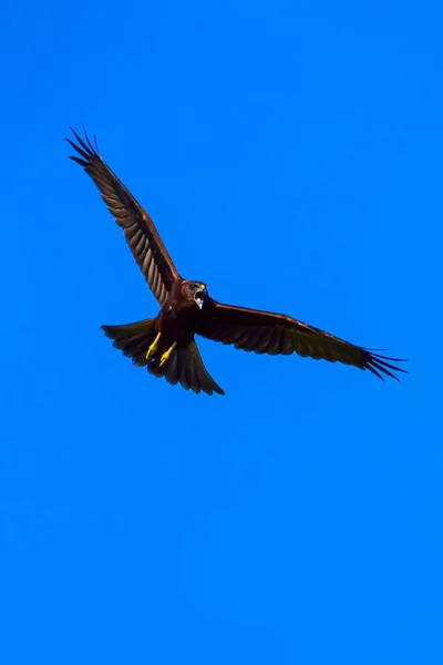 Faucon Volant Bird Western Marsh Harrier Circus Aeruginosus Contexte Naturel — Photo