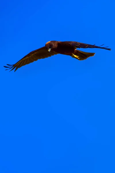 Flying hawk. Bird: Western Marsh Harrier. Circus aeruginosus. Nature background.