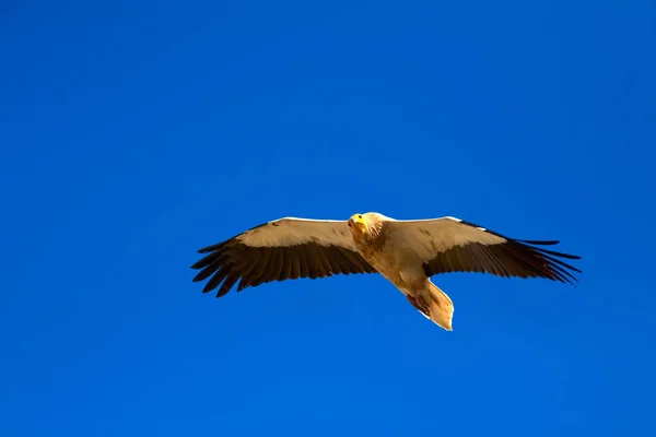 Летающий Стервятник Голубое Небо Египетский Гриф Neophron Percnopterus — стоковое фото