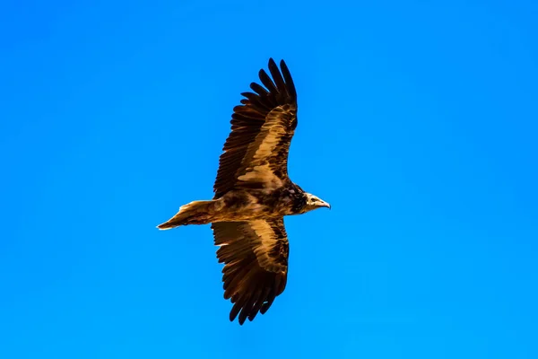 Flygande Vulture Blå Himmel Bakgrund Egyptisk Vulture Neophron Percnopterus — Stockfoto