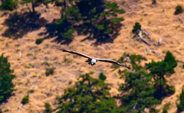 ハゲワシを飛ばす グリフォンハゲワシ 茶色の緑の自然の背景 グリフォンハゲワシ ジプシー フルヴス — ストック写真