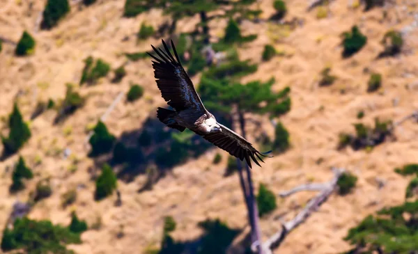 Flygande Vulture Fågel Griffon Vulture Brun Grön Natur Bakgrund Fågel — Stockfoto