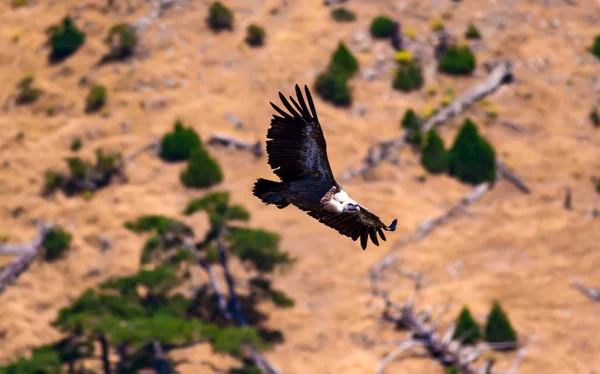 ハゲワシを飛ばす グリフォンハゲワシ 茶色の緑の自然の背景 グリフォンハゲワシ ジプシー フルヴス — ストック写真