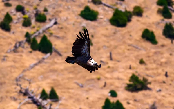 Létající Supi Pták Griffon Supx Zelená Přírodní Pozadí Pták Griffon — Stock fotografie