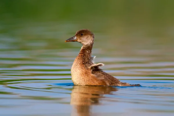 Lindo Pato Fondo Agua Pochard Cresta Roja — Foto de Stock