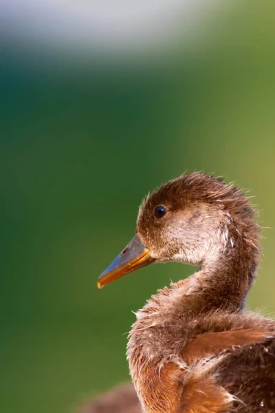 Joli Canard Arrière Plan Eau Pochard Crête Rouge — Photo