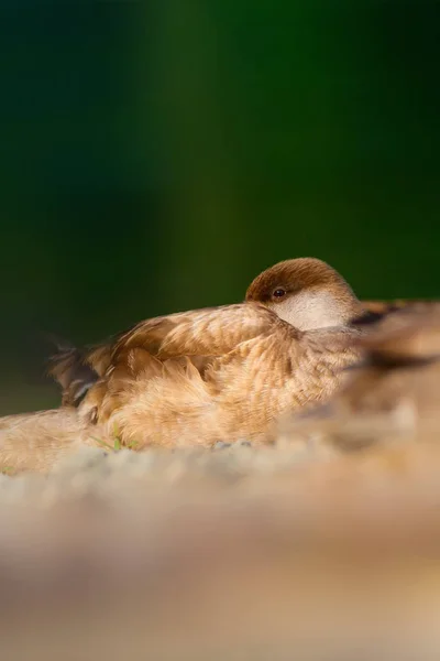 Sevimli Ördek Arka Planı Kırmızı Tepeli Pochard — Stok fotoğraf