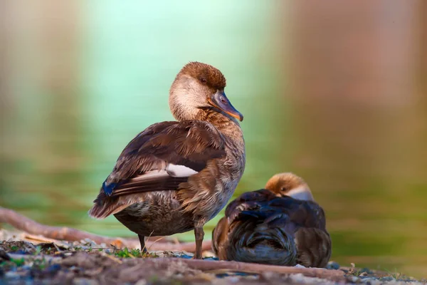 Cute duck. Water background. Red crested Pochard.